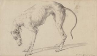 Johann Elias Ridinger - Study of a greyhound