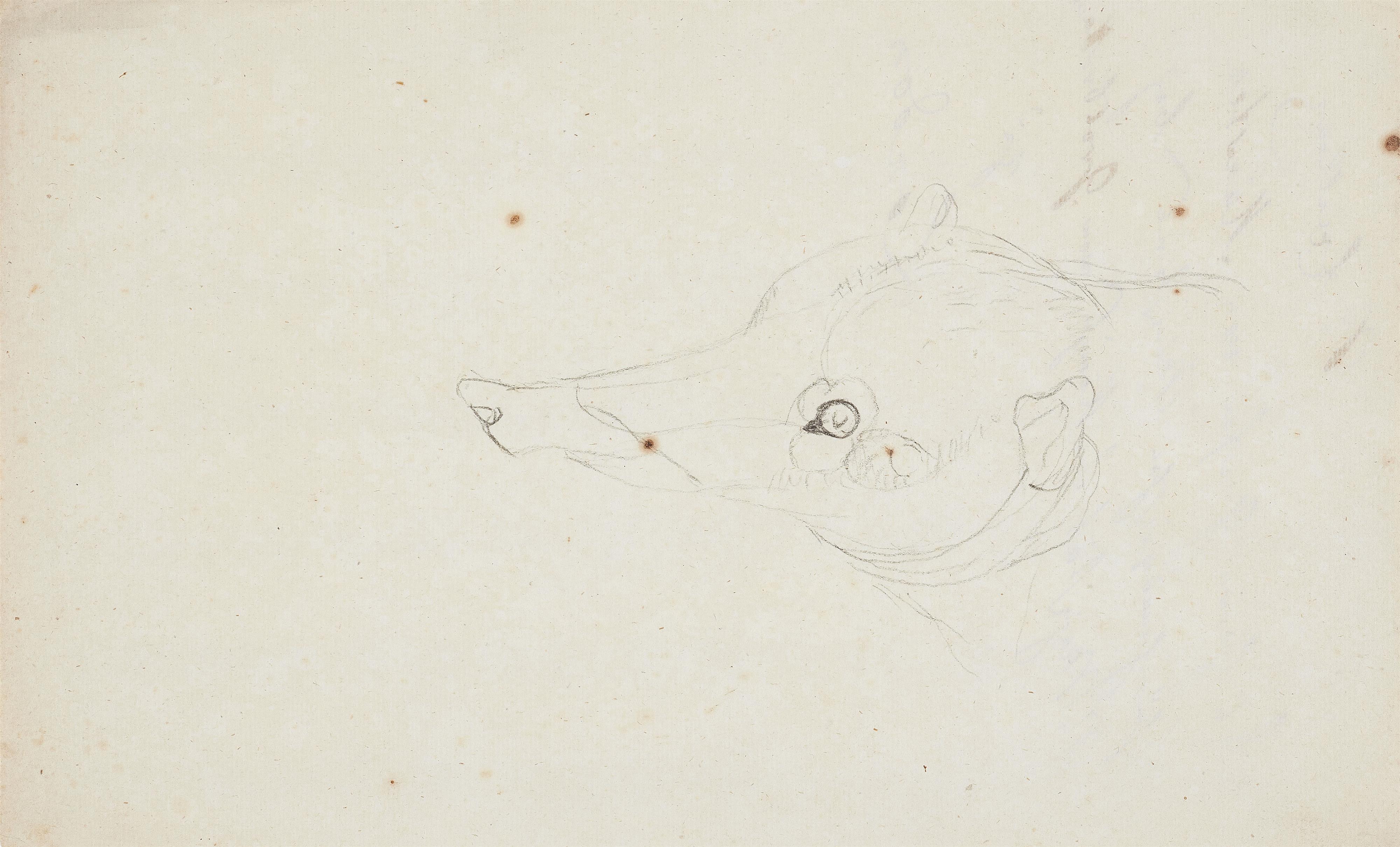 Johann Heinrich Wilhelm Tischbein - Ameisenbärkopf