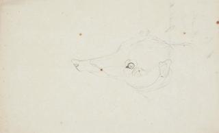 Johann Heinrich Wilhelm Tischbein - Ameisenbärkopf