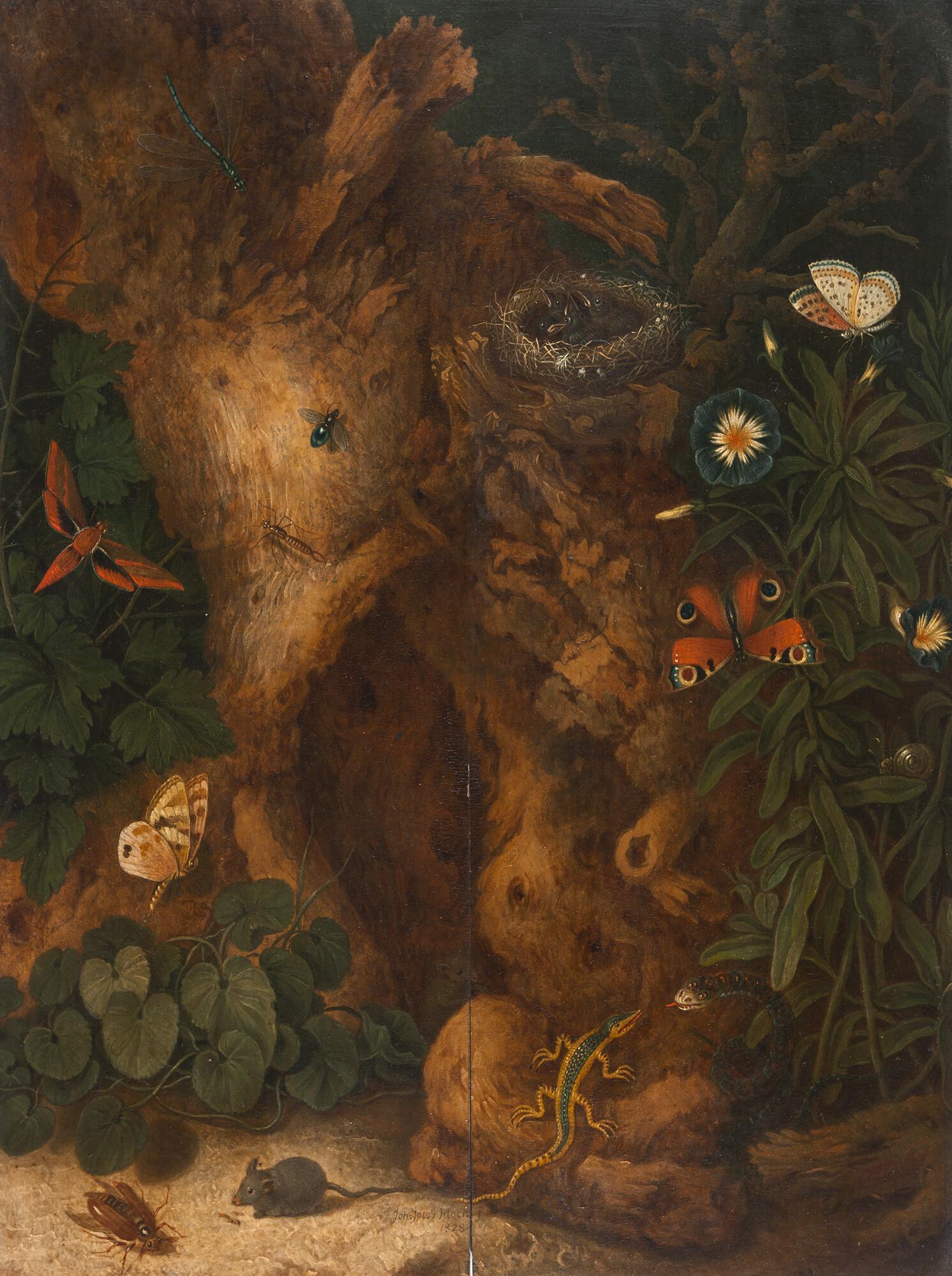 Johann Jakob Hoch - Stillleben mit Vogelnest und Eidechse