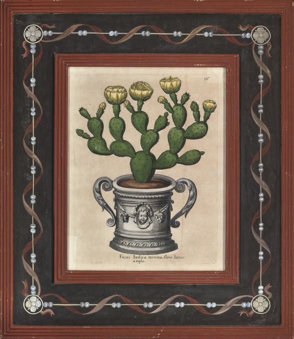 Johann Theodore De Bry - Pair of Cacti