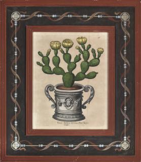 Johann Theodore De Bry - Pair of Cacti