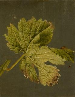 Johann Wilhelm Preyer - Zwei Studienarbeiten: Weinblätter