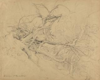 Johann Wilhelm Schirmer - Studie eines entwurzelten Baums.