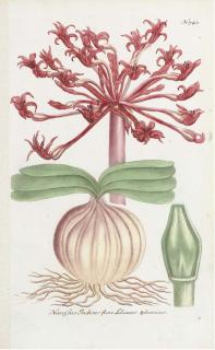 Johann Wilhelm Weinmann - A collection of flower studies from, Phytanthoza iconographia