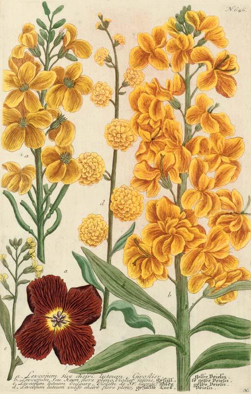 Johann Wilhelm Weinmann - A collection of fruit and flower studies from, Phytanthoza iconographia