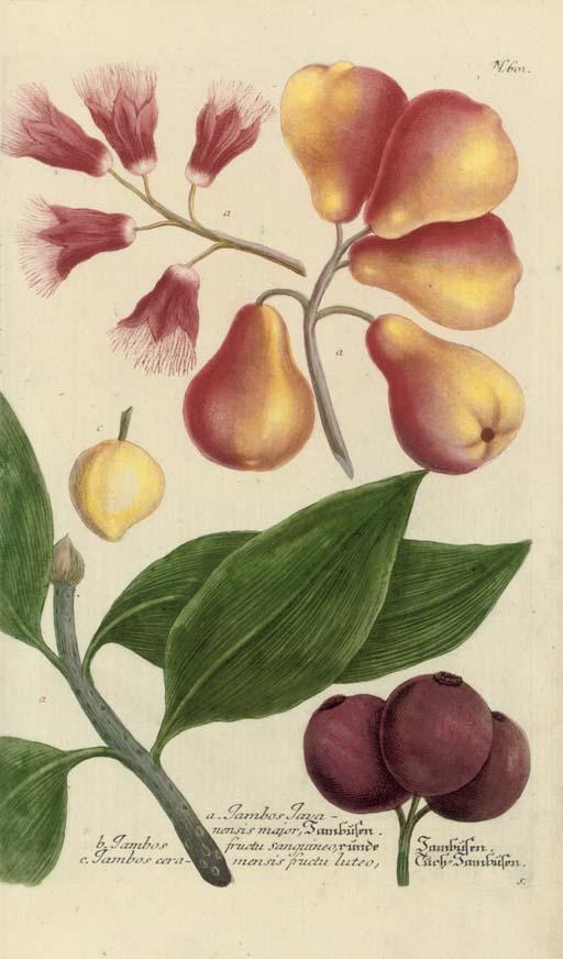 Johann Wilhelm Weinmann - A collection of fruit and flower studies from, Phytanthoza iconographia