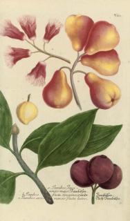 Johann Wilhelm Weinmann - A collection of fruit and flower studies from, Phytanthoza iconographia