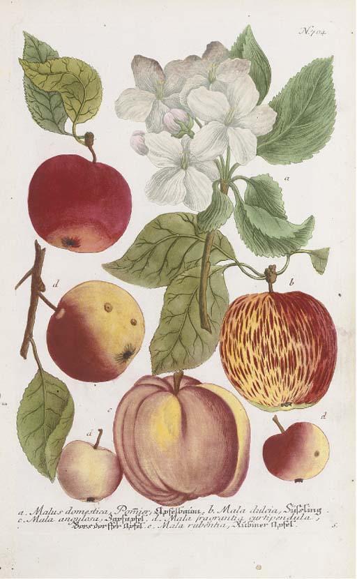 Johann Wilhelm Weinmann - A collection of fruit studies from, Phytanthoza iconographia