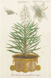 Johann Wilhelm Weinmann - Botanical studies of Aloe and Agave