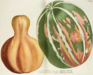 Johann Wilhelm Weinmann - Phytanthoza iconographia, Regensberg, 1735-1745