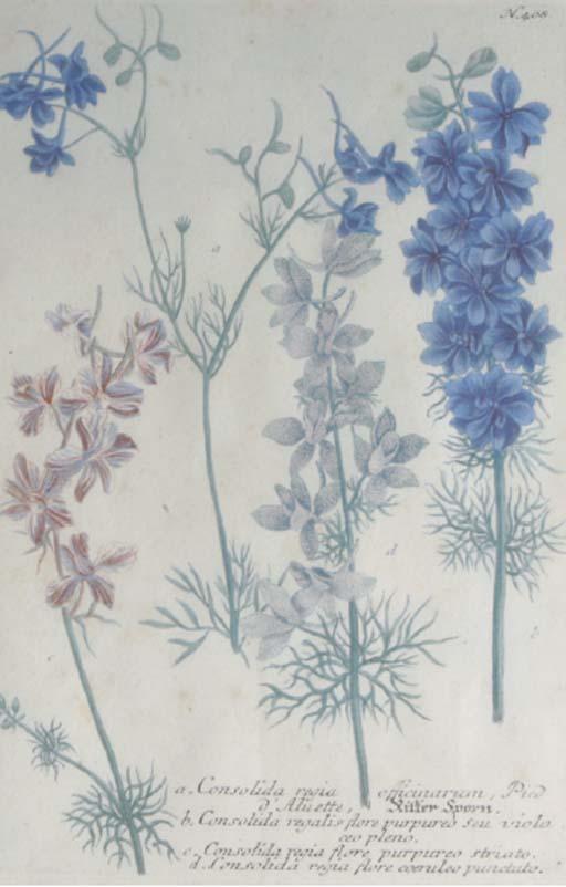 Johann Wilhelm Weinmann - Phytanthoza Iconographia: Six Plates