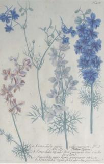 Johann Wilhelm Weinmann - Phytanthoza Iconographia: Six Plates