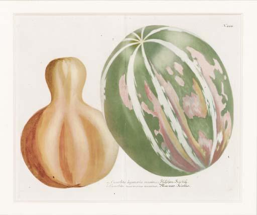 Johann Wilhelm Weinmann - Phytanthoza Iconographia: Three Plates