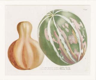 Johann Wilhelm Weinmann - Phytanthoza Iconographia: Three Plates