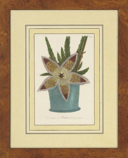 Johann Wilhelm Weinmann - Plant Studies, From Phytanthoza Iconographia