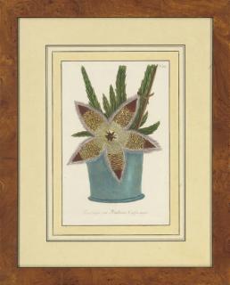 Johann Wilhelm Weinmann - Plant Studies, From Phytanthoza Iconographia