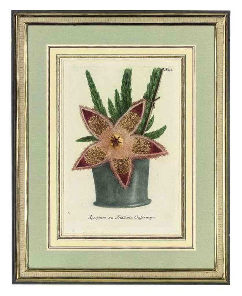 Johann Wilhelm Weinmann - Seven botanical studies from Phytanthoza iconographia