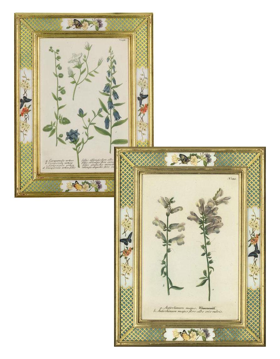 Johann Wilhelm Weinmann - Seven botanical studies from Phytanthoza iconographia