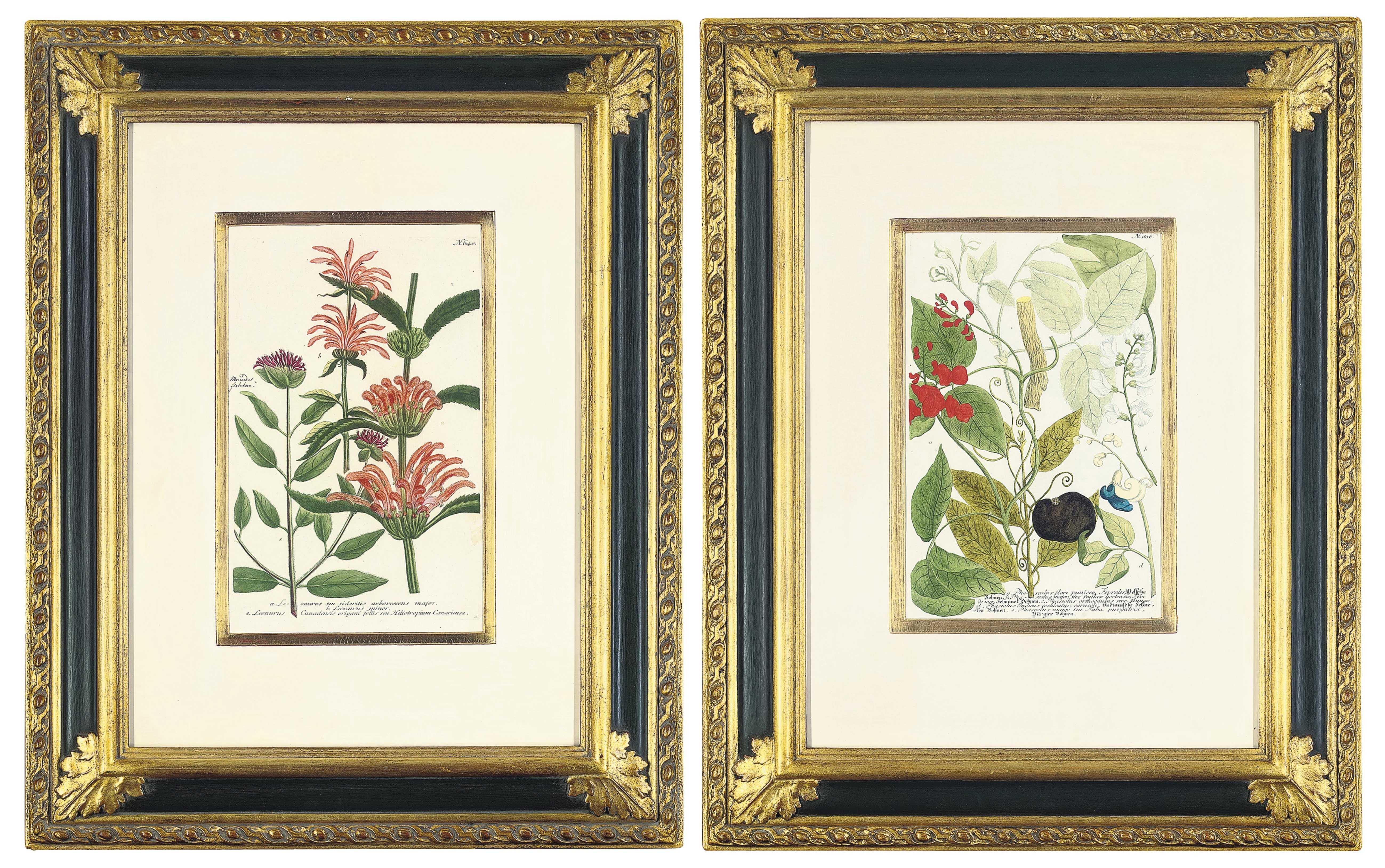 Johann Wilhelm Weinmann - Six botanical studies, from Phytanthoza iconographia