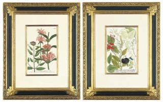 Johann Wilhelm Weinmann - Six botanical studies, from Phytanthoza iconographia