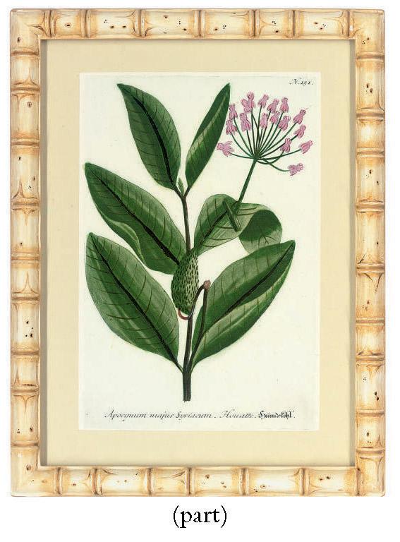 Johann Wilhelm Weinmann - Studies of flowers, from Phytanthoza iconographia