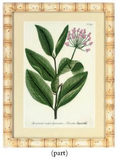 Johann Wilhelm Weinmann - Studies of flowers, from Phytanthoza iconographia