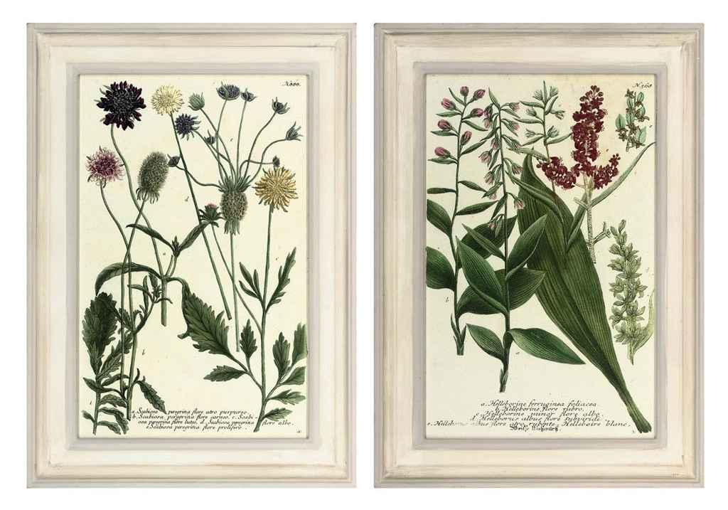Johann Wilhelm Weinmann - Twelve botanical studies from Phytanthoza iconographia