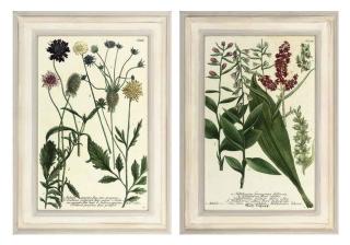 Johann Wilhelm Weinmann - Twelve botanical studies from Phytanthoza iconographia