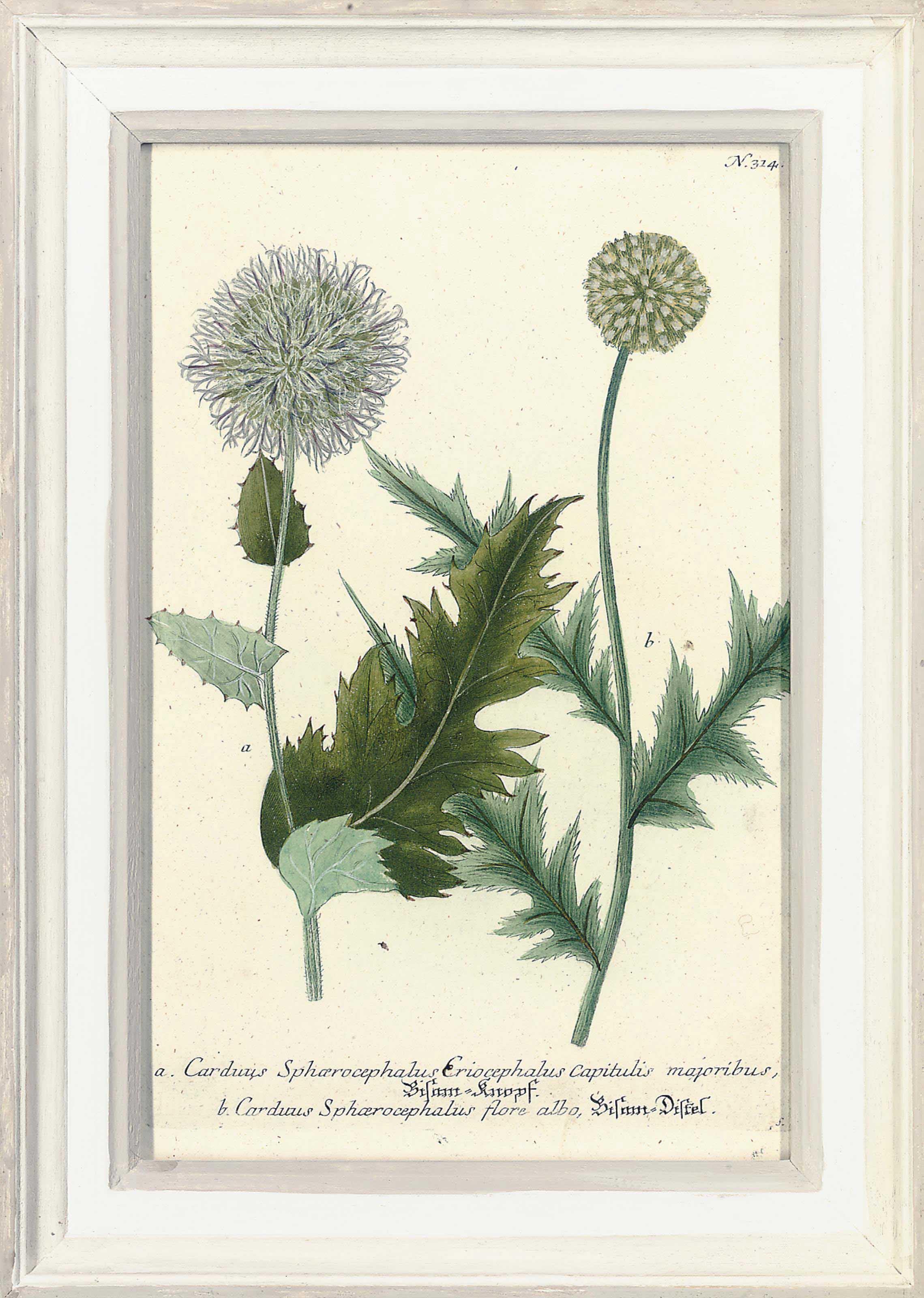 Johann Wilhelm Weinmann - Twelve botanical studies, from Phytanthoza iconographia