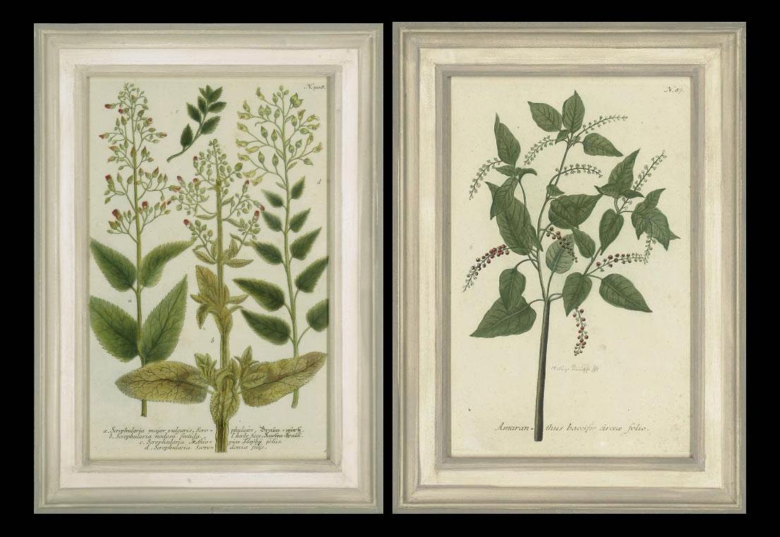 Johann Wilhelm Weinmann - Twelve botanical studies from Phytanthoza iconographia