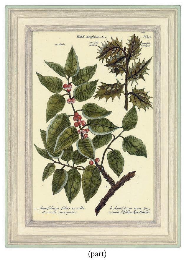Johann Wilhelm Weinmann - Twelve botanical studies, from Phytanthoza iconographia