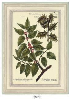 Johann Wilhelm Weinmann - Twelve botanical studies, from Phytanthoza iconographia