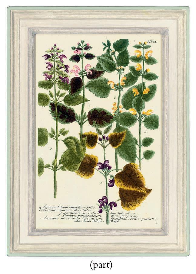 Johann Wilhelm Weinmann - Twelve botanical studies from Phytanthoza iconographia