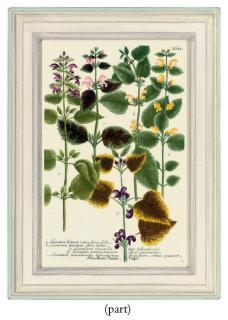 Johann Wilhelm Weinmann - Twelve botanical studies from Phytanthoza iconographia