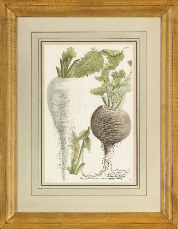 Johann Wilhelm Weinmann - Vegetable studies from Phytanthoza iconographia