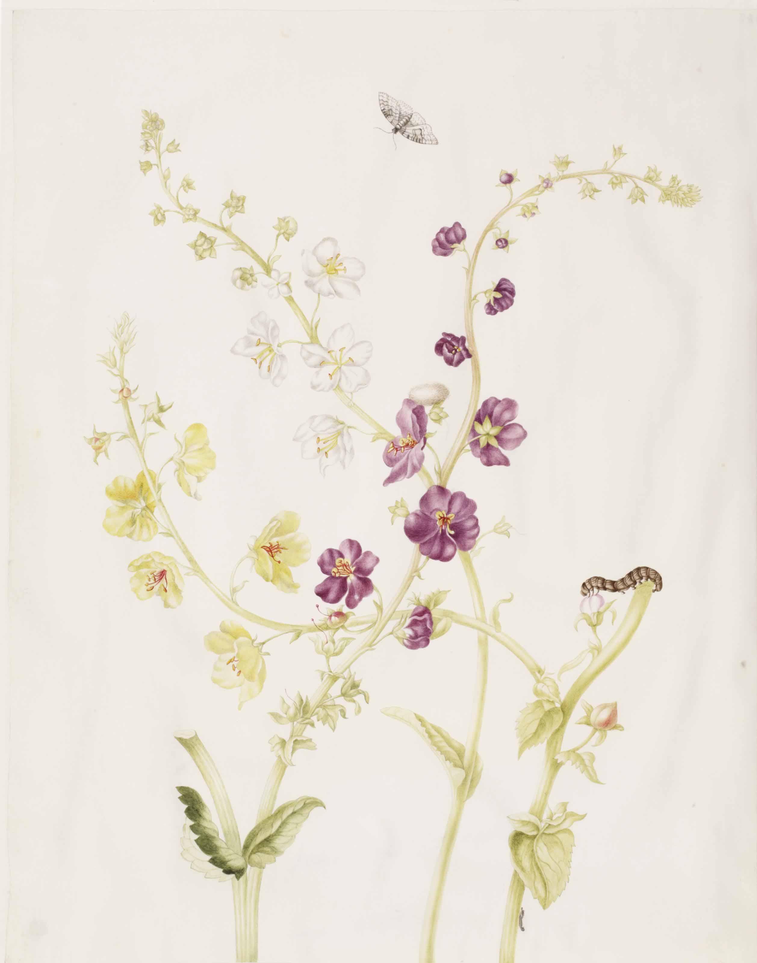 Johanna Helena Herolt-Graff - A sheet of studies of yellow and purple verbascum, with the life-cycle of a moth