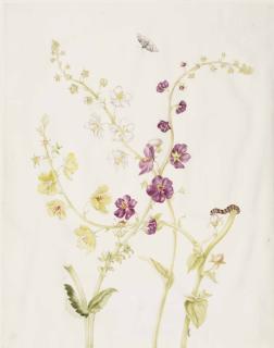 Johanna Helena Herolt-Graff - A sheet of studies of yellow and purple verbascum, with the life-cycle of a moth