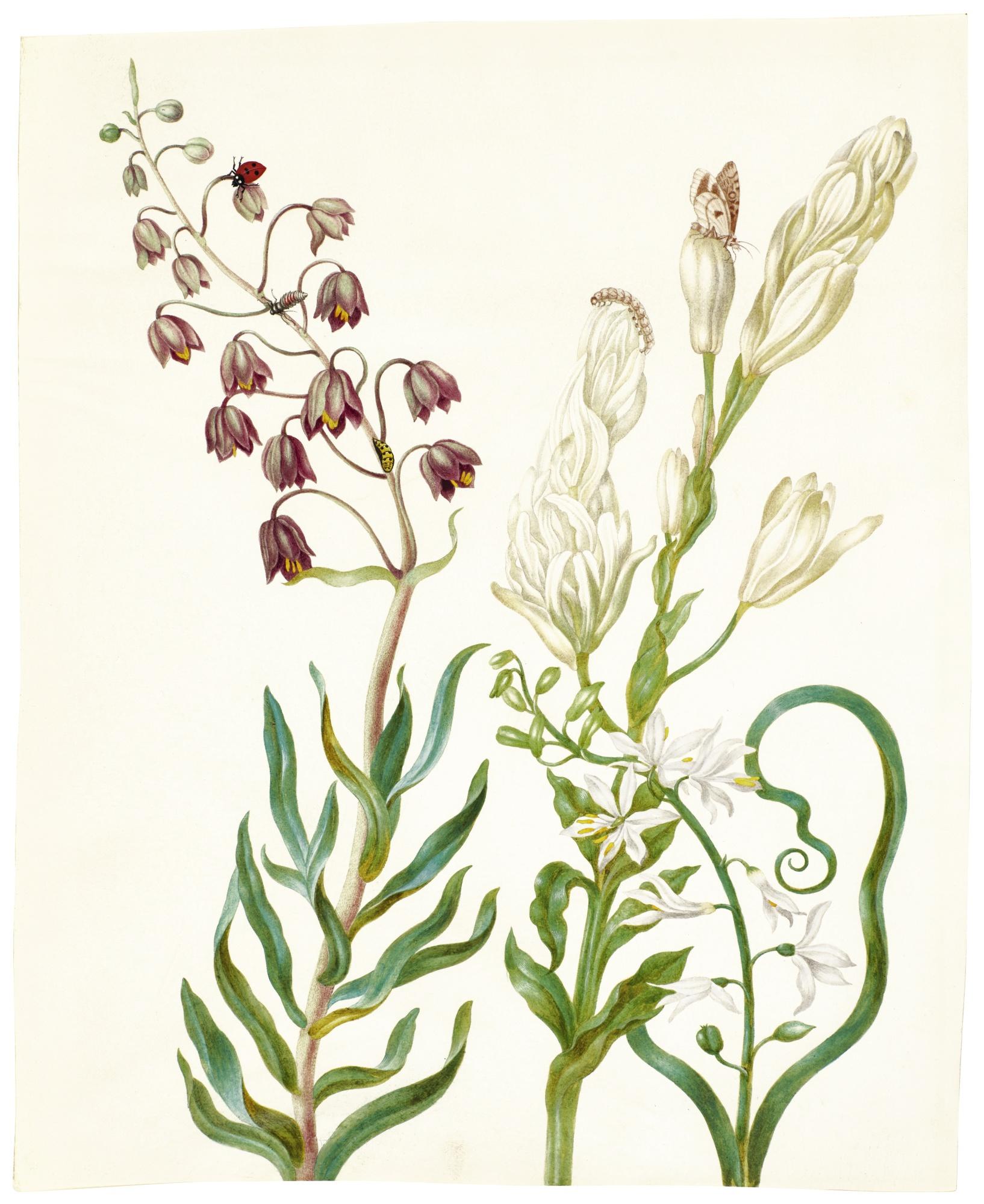 Johanna Helena Herolt-Graff - Flowers With A Ladybird, Caterpillar, Butterfly And Other Insects