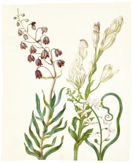 Johanna Helena Herolt-Graff - Flowers With A Ladybird, Caterpillar, Butterfly And Other Insects