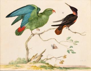 Johannes Bronckhorst - A Red-Billed Hanging Parrot (Coryllis Exilis) And A Fawn-Breasted Brilliant (Phacolaima Rubinoides) With An Insect And Butterfly