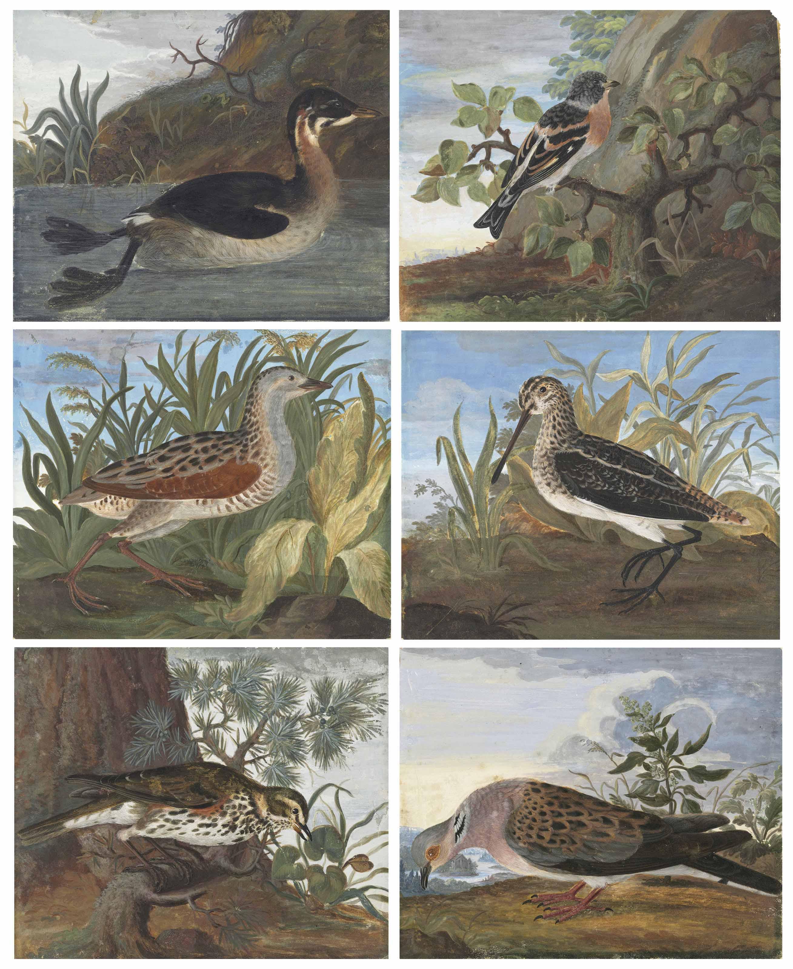 Johannes Bronckhorst - Six birds in landscape settings: A grebe (?) (Podicipitidae); A brambling (Fringilla montifringilla); A corncrake (Crex crex); A snipe (Gallinago gallinago); A redwing (Turdus iliacus); and A turtle dove (Strep