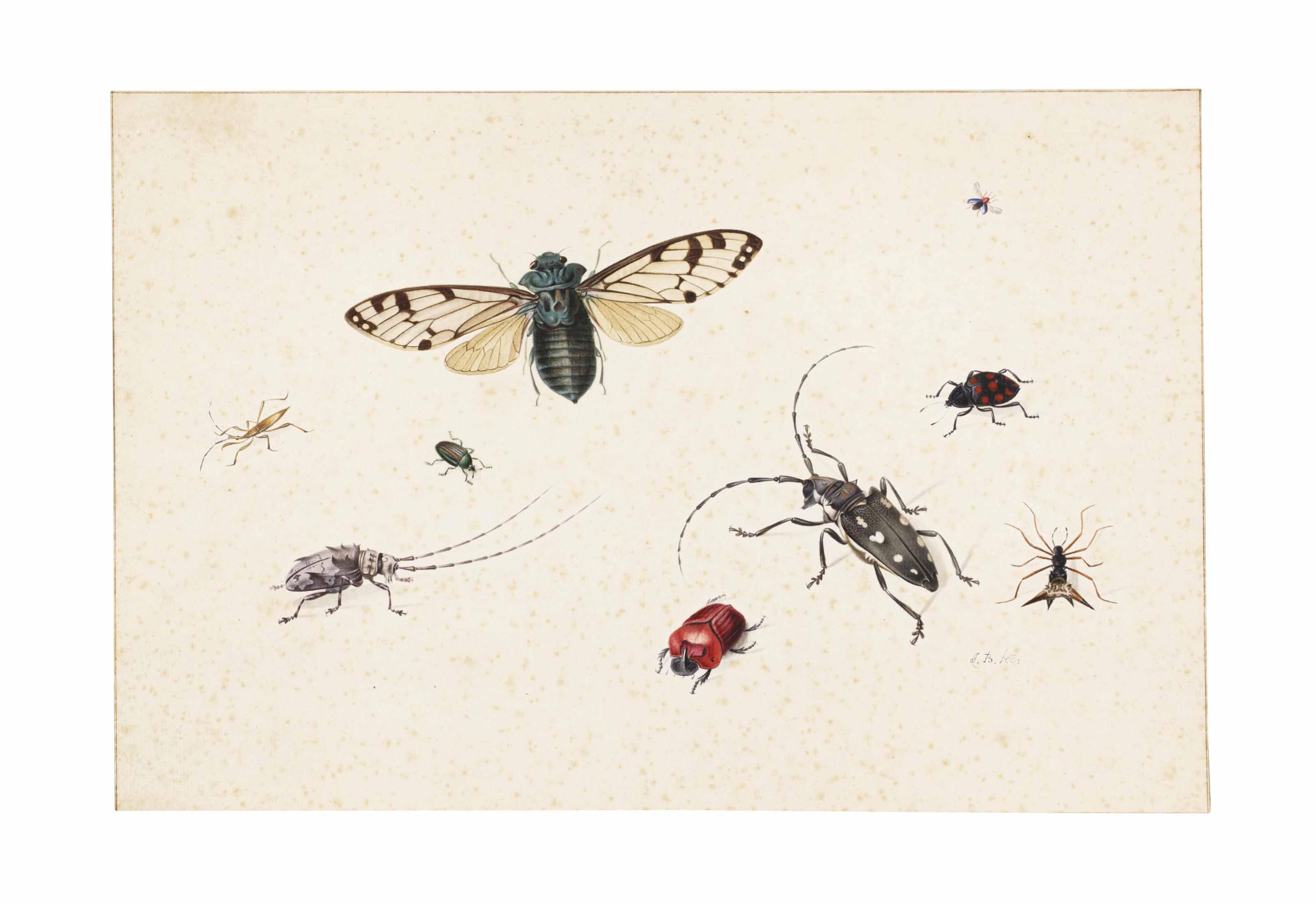 Johannes Bronckhorst - Studies Of Insects