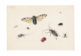 Johannes Bronckhorst - Studies Of Insects