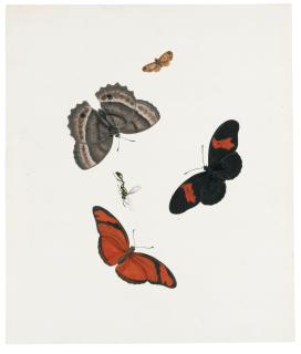 Johannes Bronckhorst - Three Butterflies, A Moth And A Wasp
