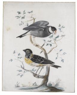 Johannes Bronckhorst - Two Exotic Birds Perched On A Branch:  A Java Sparrow With A Lesser Weaver