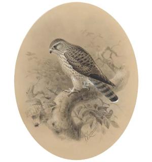 Johannes Gerardus Keulemans - A Merlin On A Branch