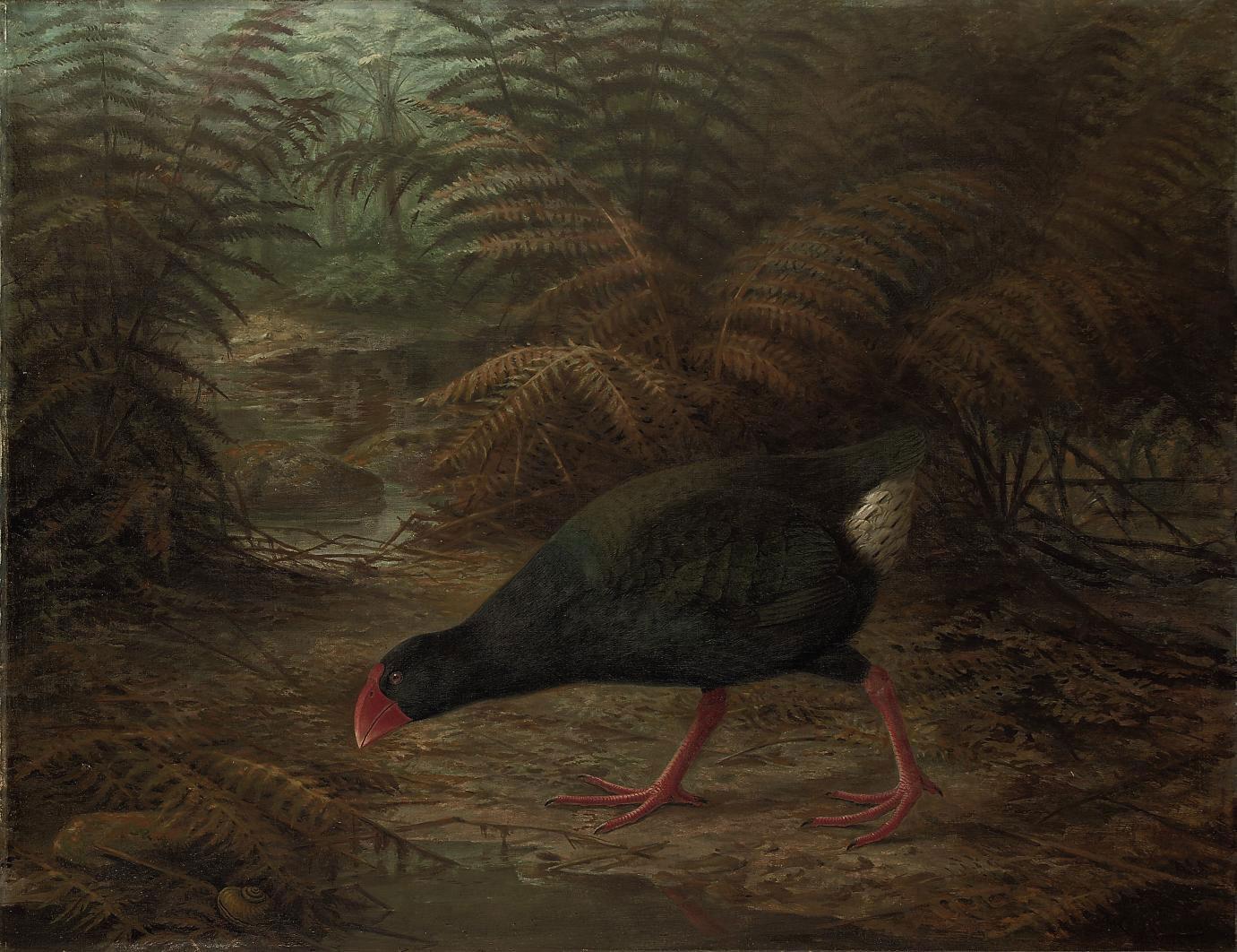 Johannes Gerardus Keulemans - A moho takahe (Notornis mantelli)