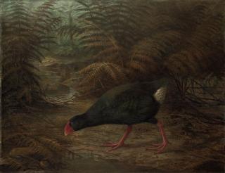 Johannes Gerardus Keulemans - A moho takahe (Notornis mantelli)
