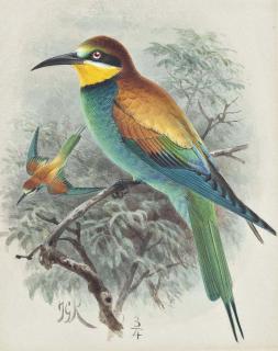 Johannes Gerardus Keulemans - Bee-eaters